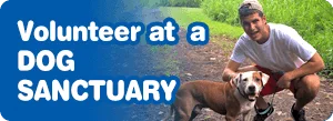 Volunteer at a Dog Sanctuary