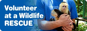 Volunteer at the Wildlife Rescue Center