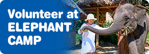 Volunteer at an Elephant Camp