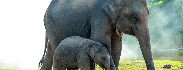 Volunteer at an Elephant Camp