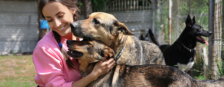 Volunteer at an Animal Shelter