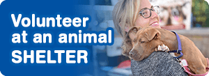 Volunteer at an animal shelter